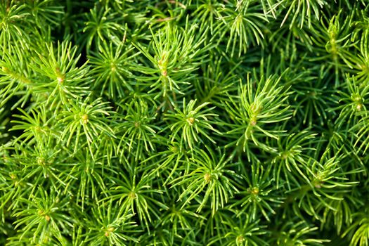 CloseUp of a leafs of a pine tree. All green photo.