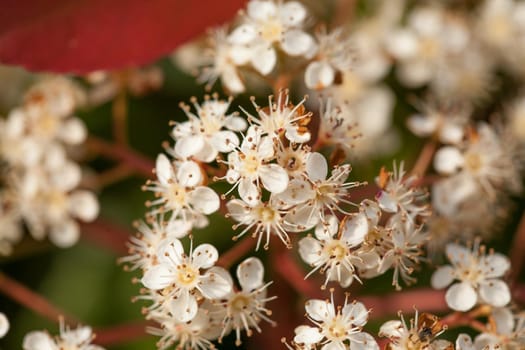 Detail of cherry flowers