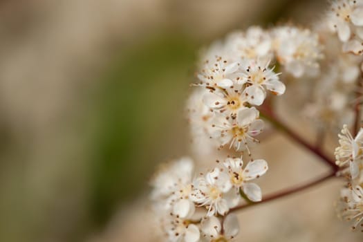 Detail of cherry flowers