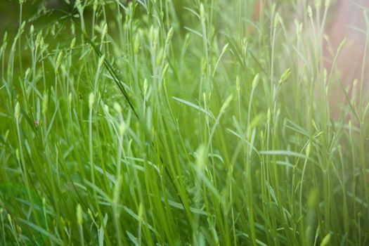 Detail of a big grass