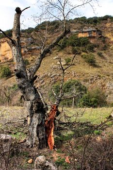 Tree with dry trunk among vegetation in Spring in Alcaraz mountains, Spain.