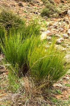 Equisetum Arvense plant texture in the mountain in Spain