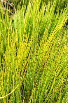 Equisetum Arvense plant texture in the mountain in Spain