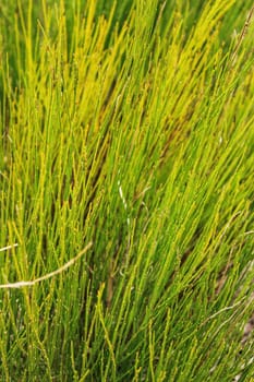 Equisetum Arvense plant texture in the mountain in Spain