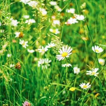 Daisy field in summer, green grass and blooming flowers, chamomile meadow as spring nature and floral background, botanical garden and eco environment.