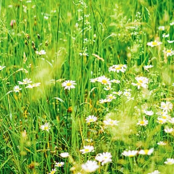Daisy field in summer, green grass and blooming flowers, chamomile meadow as spring nature and floral background, botanical garden and eco environment.