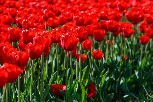 flaccid red tulips in the field at spring daylight - close-up full frame background with selective focus