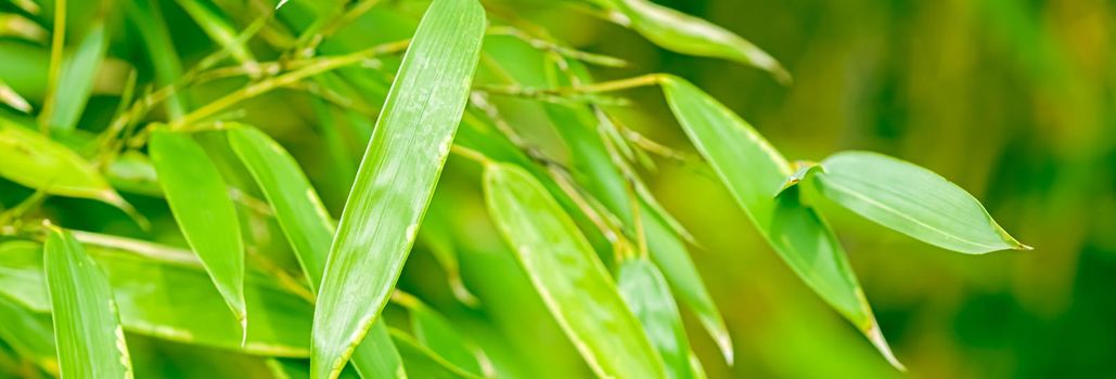 Green bamboo background, fresh leaves on tree as nature, ecology and environment concept.