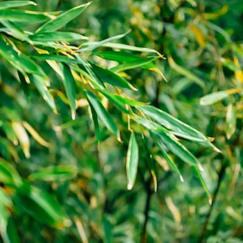 Tropical bamboo background, fresh leaves on tree as nature, ecology and environment concept.