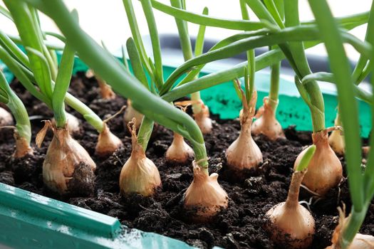 Young green onions in the ground. Growing onions on the windowsill in the house. Greens at home. Close-up view. For a gardening site.