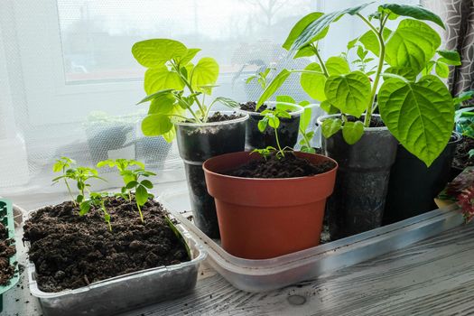 Seedlings growing in plastic cups at home kitchen.