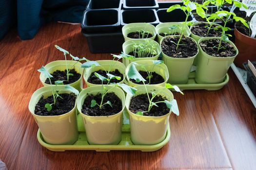 Seedlings growing in plastic cups at home kitchen.