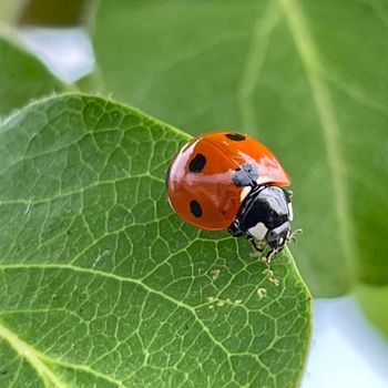 ladybug on quince tree leaf