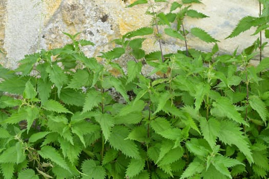 stinging nettle at an old abbey wall