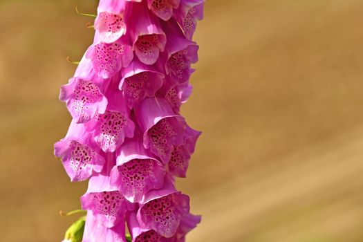 medicinal herb purple foxglove with flower