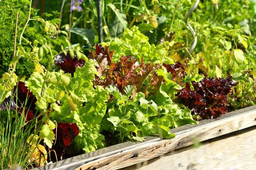 salad cultivation in raised bed in a garden