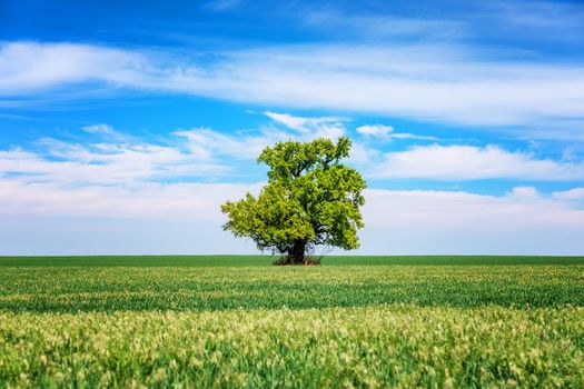 Green field with solitary tree under blue sky in spring. Lone tree in a green field.