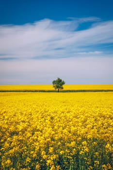 Tree in field of rapeseed under blue sky with clouds, spring landscape. Lone tree in yellow rape-seed field.