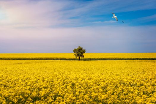 Tree in field of rapeseed under blue sky with clouds, spring landscape. Lone tree in yellow rape-seed field.