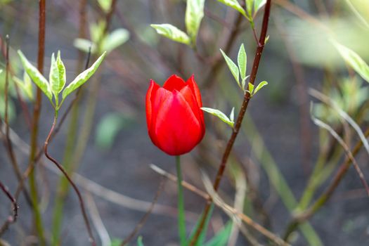 Red tulip flowers background outdoor Spring season flowers