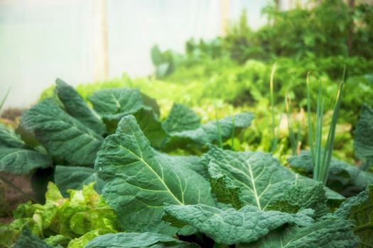 Green vegetable garden