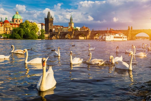 View of Prague Charles bridge near the Vltava river. Swan on the river. Swans swim in the Vltava river. Charles Bridge at sunset. Prague Swans of the Vltava River, Prague, Czech Republic