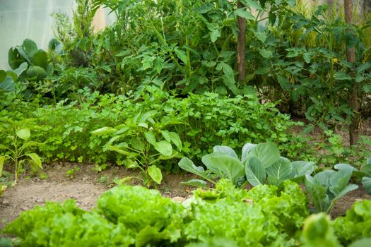 Green vegetable garden
