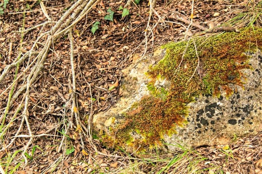 Colorful texture of moss on gray stone surrounded by leaves in Alcaraz