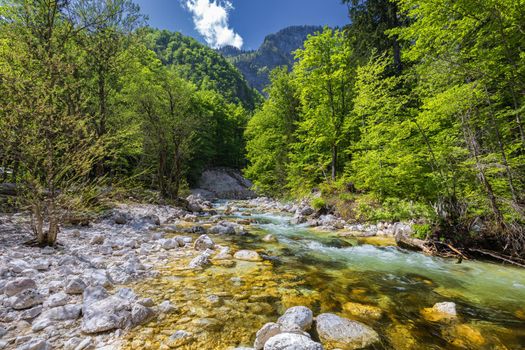 Cold mountain stream coming from Savica waterfall, river Sava near lake Bohinj, Slovenian Alps, Slovenia. The Sava Bohinjka is a headwater of the Sava River in northwestern Slovenia.