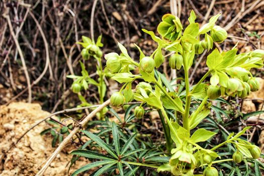 Helleborus Foetidus plant in the mountain in Spring