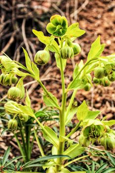 Helleborus Foetidus plant in the mountain in Spring