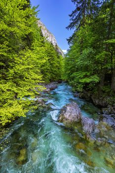 Cold mountain stream coming from Savica waterfall, river Sava near lake Bohinj, Slovenian Alps, Slovenia. The Sava Bohinjka is a headwater of the Sava River in northwestern Slovenia.