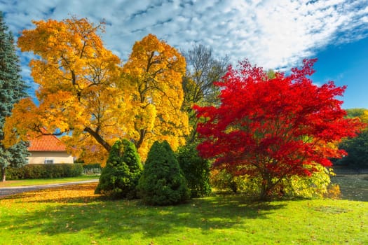 Autumn scene, fall,  red and yellow trees and leaves in sun light. Beautiful autumn landscape with yellow trees and sun. Colorful foliage in the park, falling leaves natural background