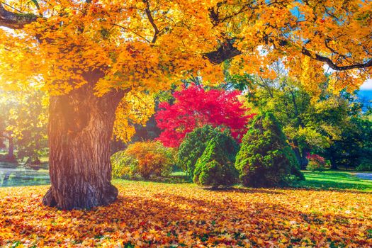 Golden autumn scene in a park, with falling leaves, the sun shining through the trees and blue sky. Colorful foliage in the park, falling leaves natural background
