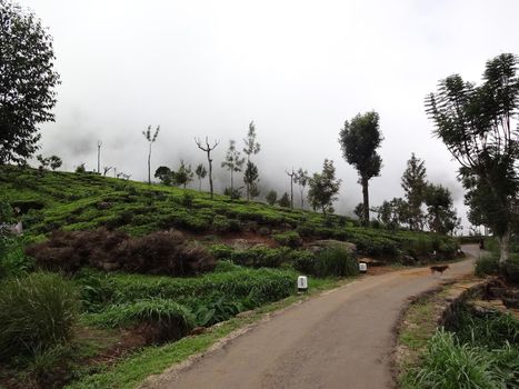 Road next to a tea plantation near Haputale, Sri Lanka.