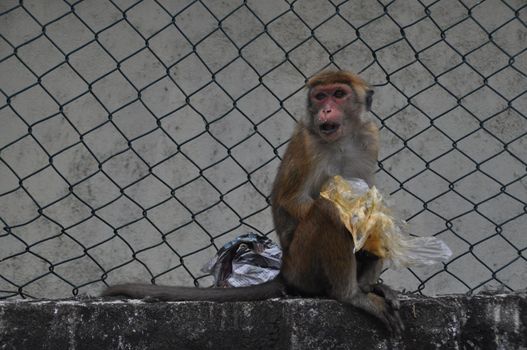 Toque macaque monkey in Galle, Sri Lanka.