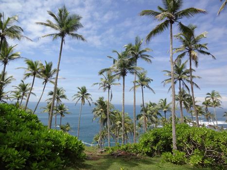 Palm trees at the coastal line near Mirissa, Sri Lanka.