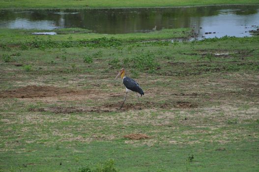 Crane bird in Yala National Park, Sri Lanka.