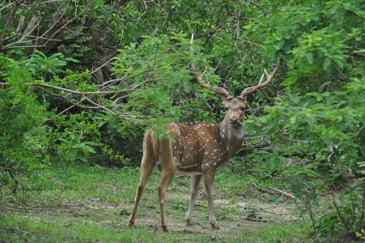 A deer with big deer antlers in Yala National Park, Sri Lanka.