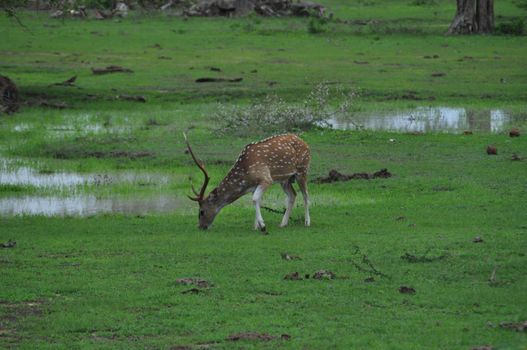 A deer in Yala National Park, Sri Lanka.