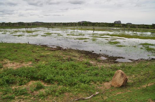 A pond in Yala National Park, Sri Lanka.