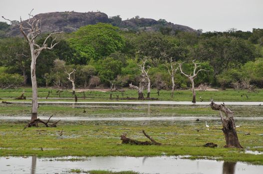 A pond in Yala National Park, Sri Lanka.