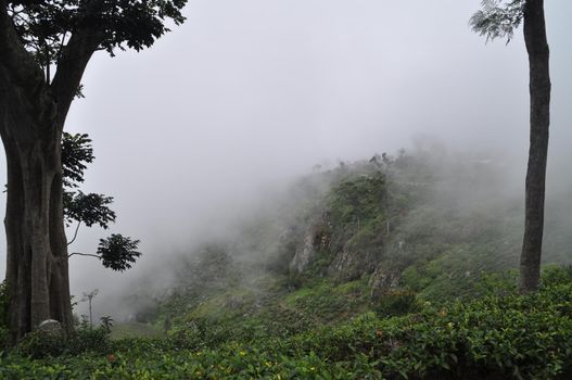 Tea plantations near the city of Haputale, Sri Lanka.