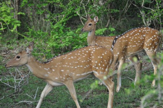 A group of deers in Yala National Park, Sri Lanka.
