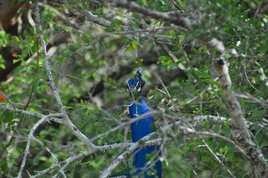 A peacock in Yala National Park, Sri Lanka.