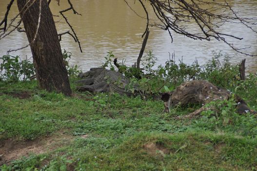 A crocodile near a pond in Yala National Park, Sri Lanka.