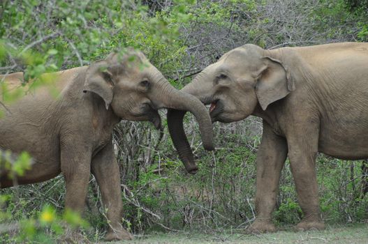 Elephants in love in Yala National Park, Sri Lanka.