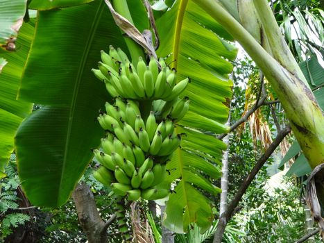 Bananas growing in a tree in the jungle.