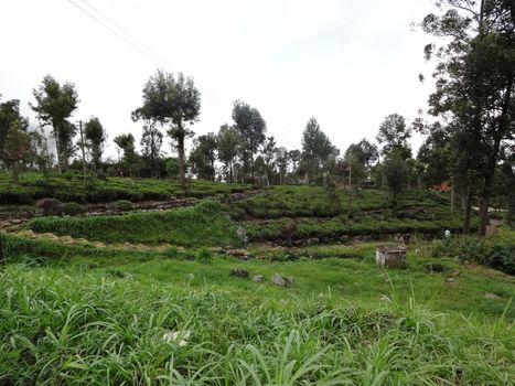 Tea plantation near the city of Haputale, Sri Lanka.