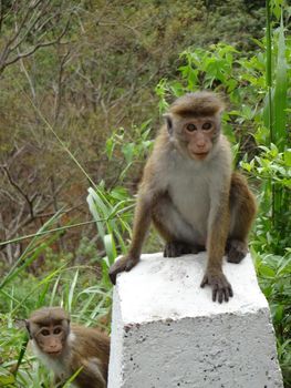 Toque macaque monkey next to a road in Sri Lanka.